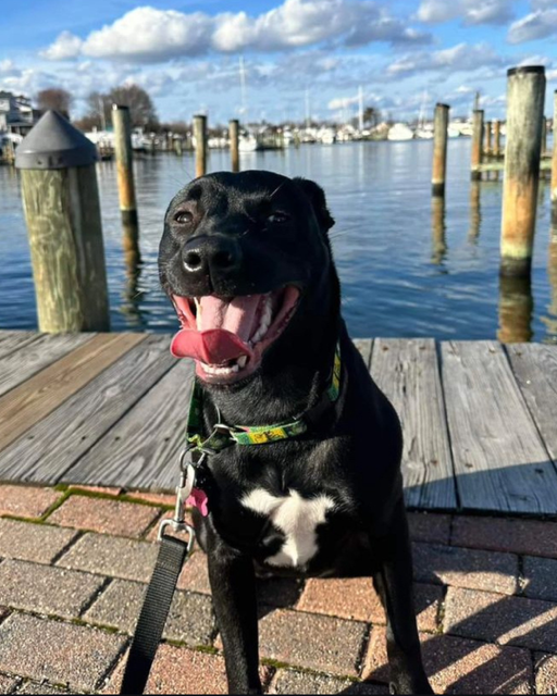 Black lab sits on the pier in front of a river