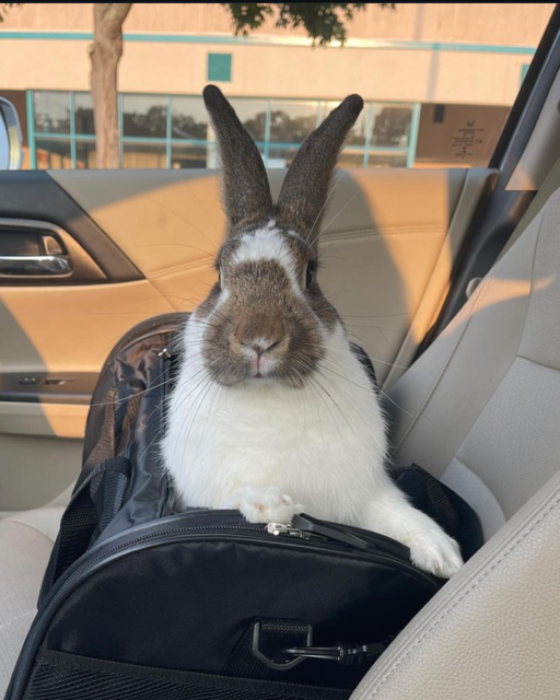 Rabbit pokes out of a carrier in the seat of a car