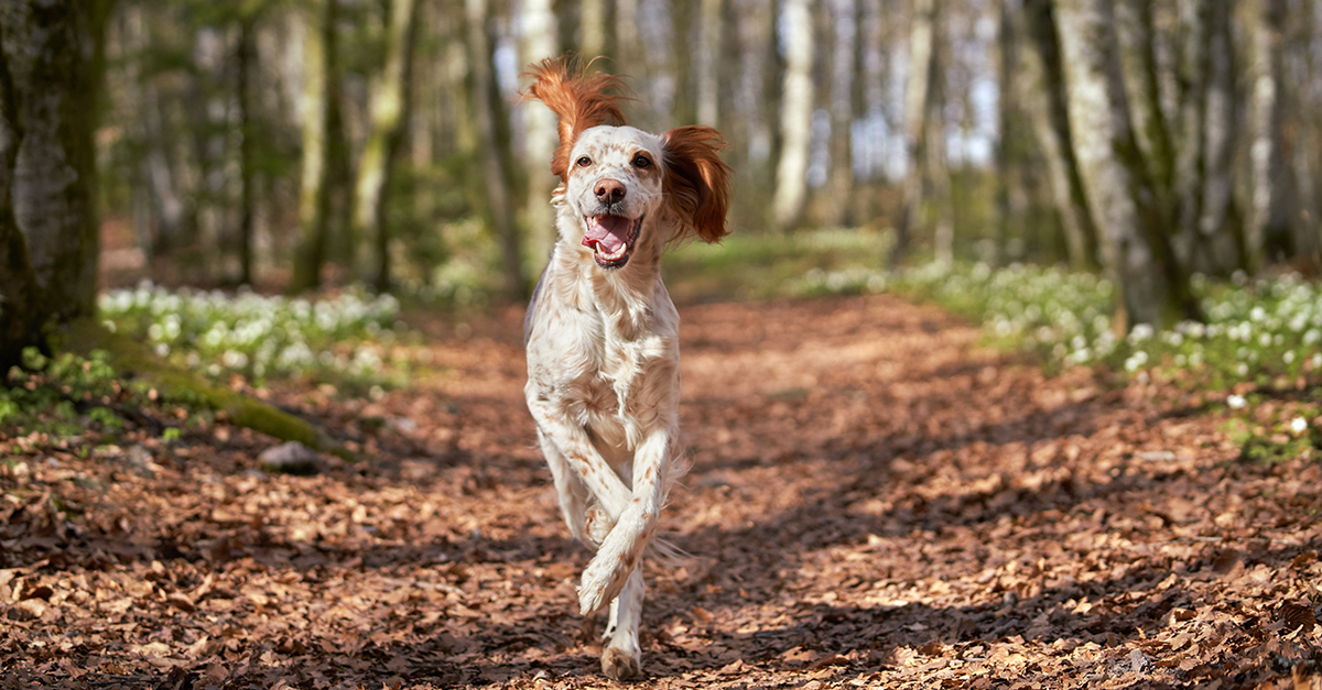 dog on hike