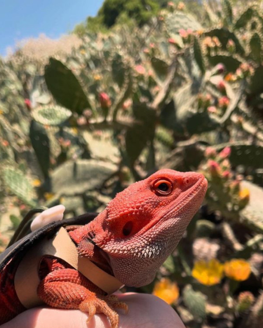 Red bearded dragon is held up in front of a group of cacti