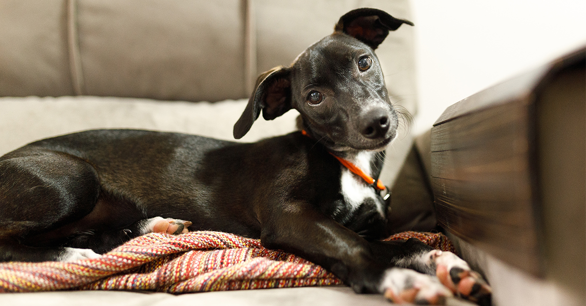 dog on couch