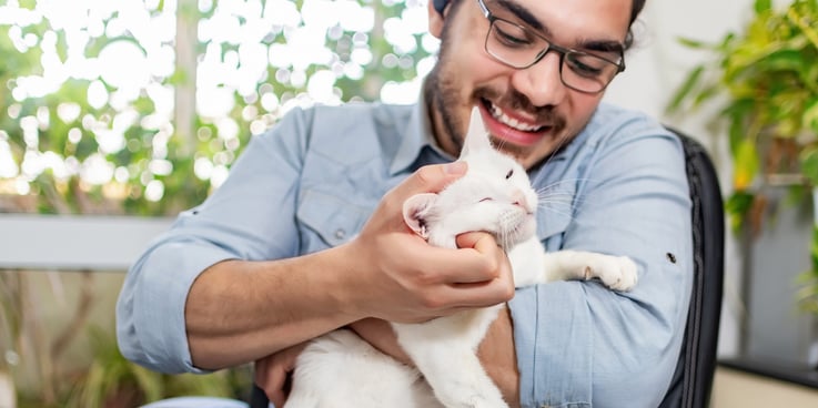 Man scratching the chin of a white cat