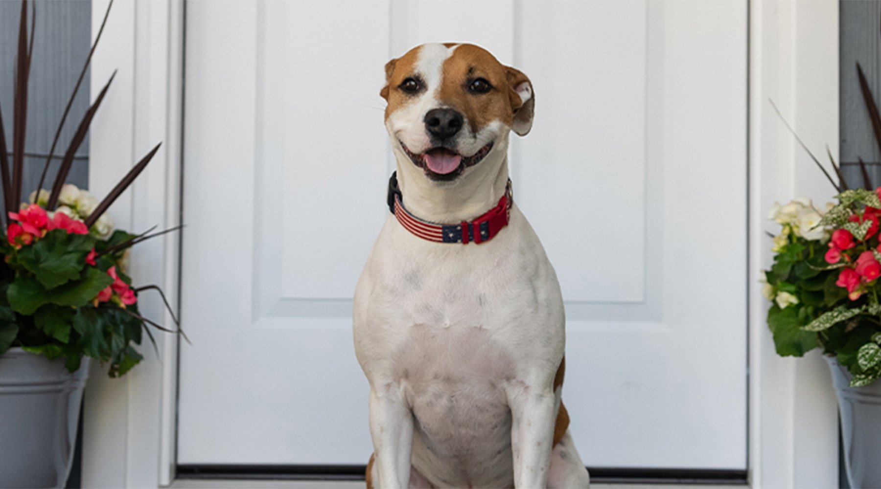 A mixed breed dog sits in front of a front door