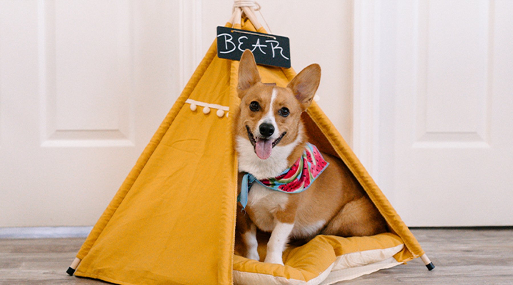 A corgi sits inside a yurt