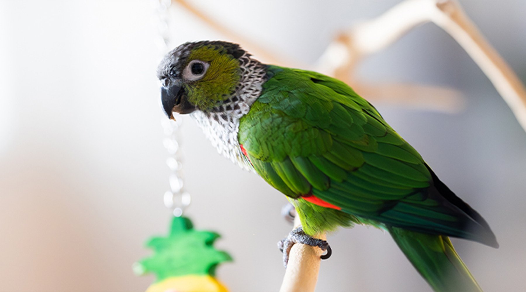 A black-capped conure parrot perches on a branch