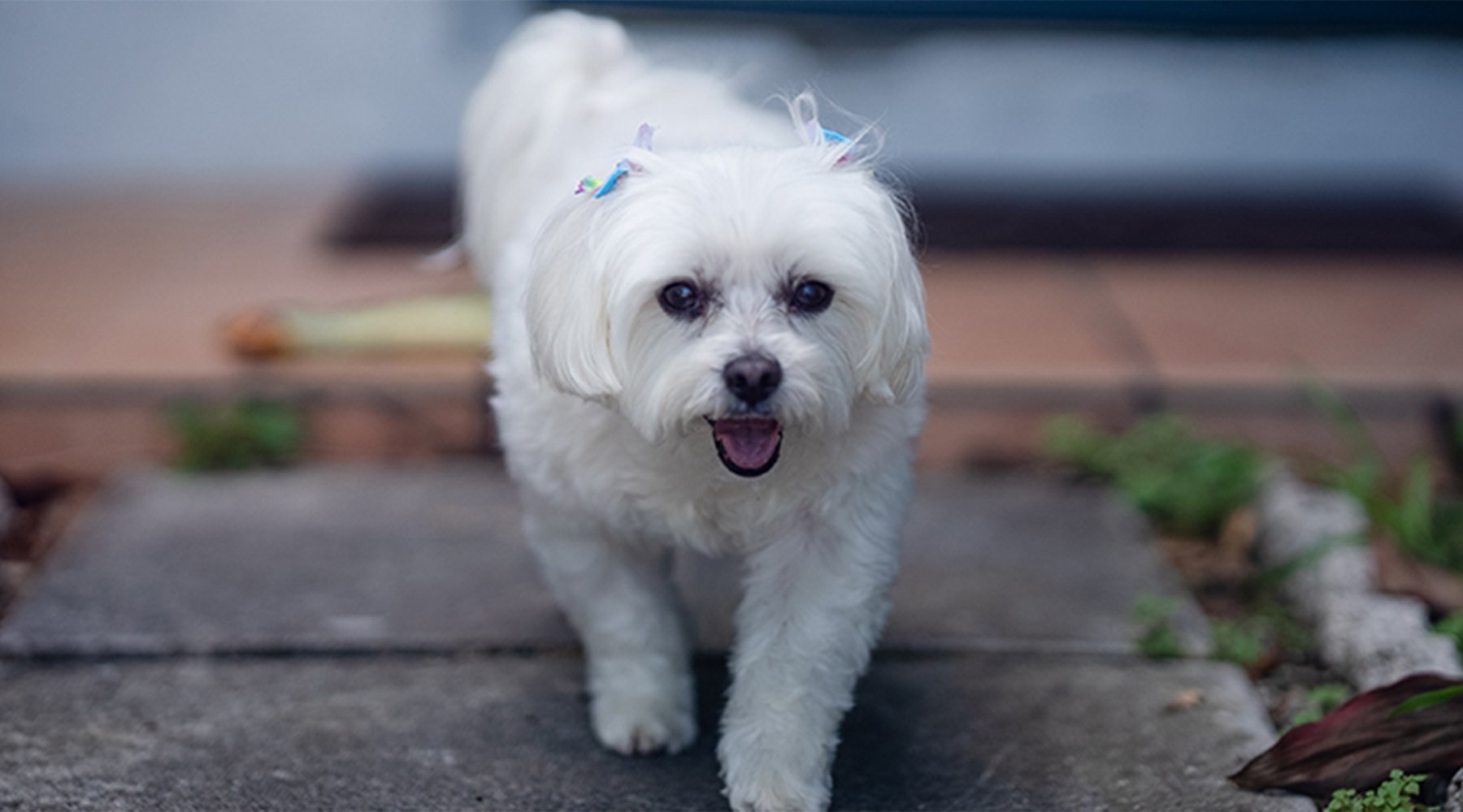 A maltese pup walks along the sidewalk