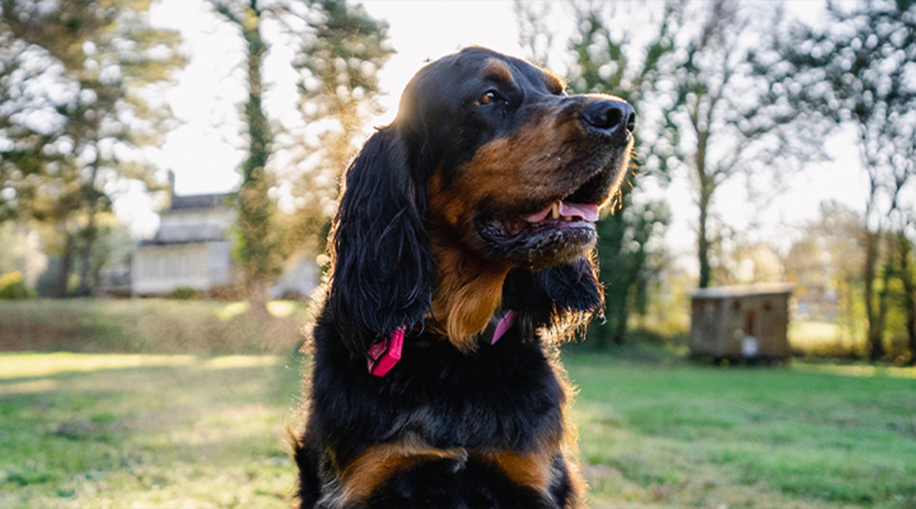 A gordon setter sits in a field as the sun sets