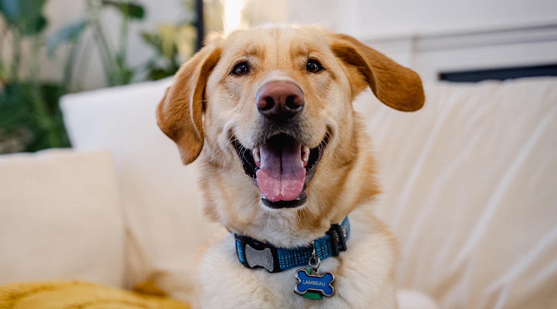 A large mixed breed dog sits happily on a couch