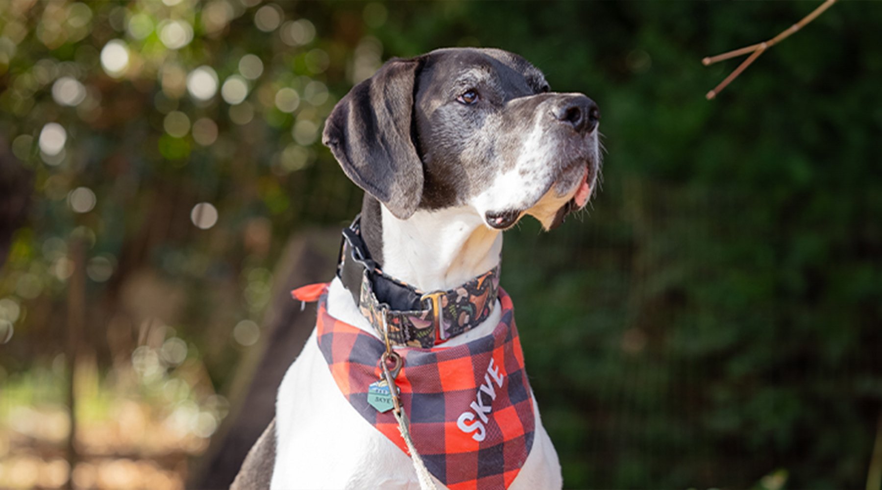 A great dane sits outside