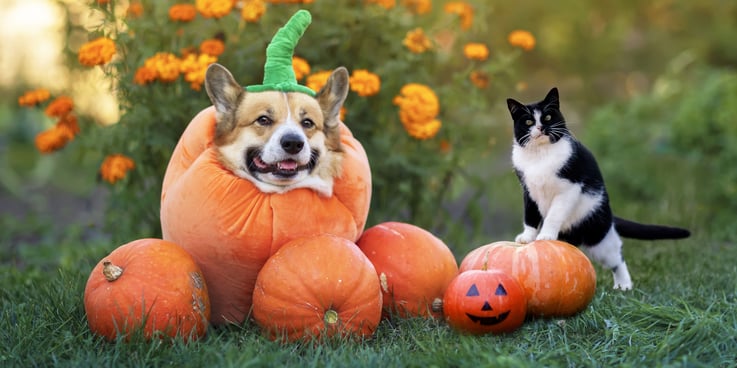 A dog in a pumpkin costume and a black and white cat sit among pumpkins in fall