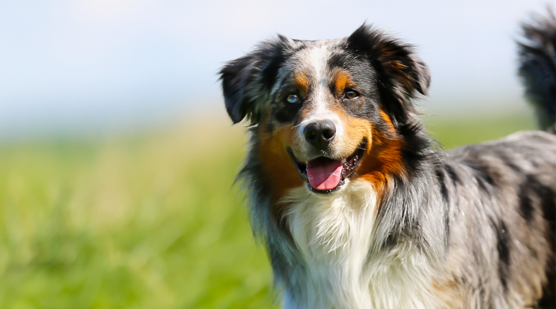 An Austrailian shepherd