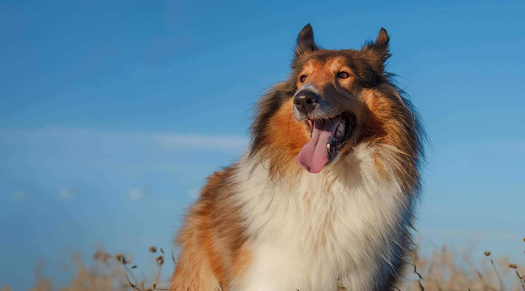 A collie