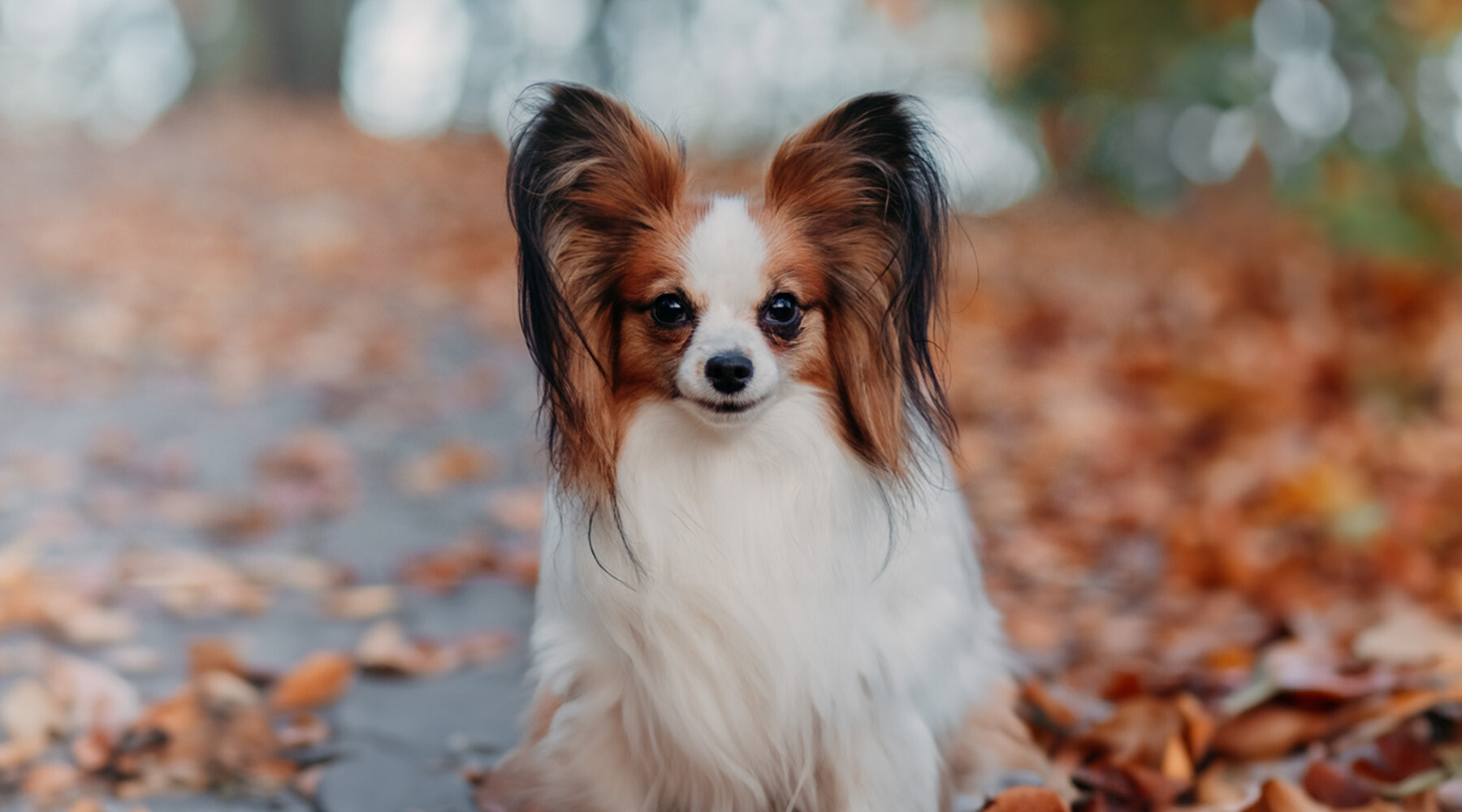 A papillon