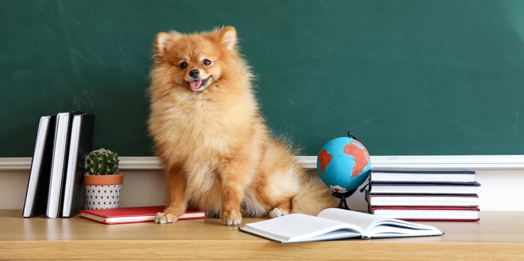 A small fluffy dog sits atop a teacher's desk in a classroom