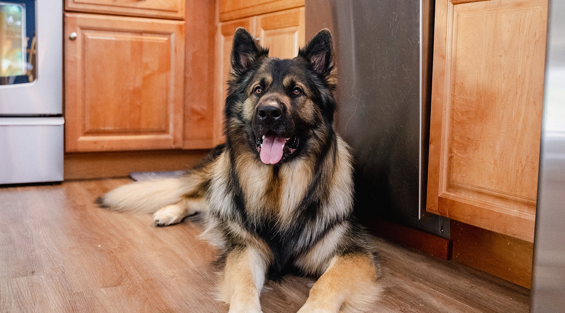 A shiloh shepherd lays on the kitchen floor