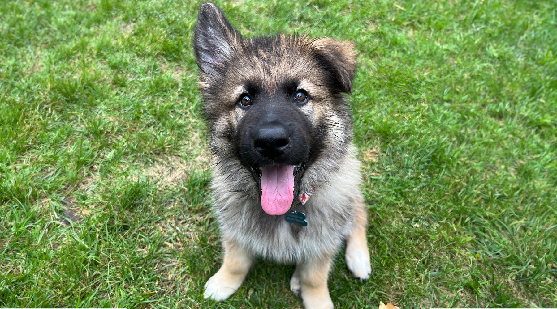 A shiloh shepherd puppy stares up from a grass lawn