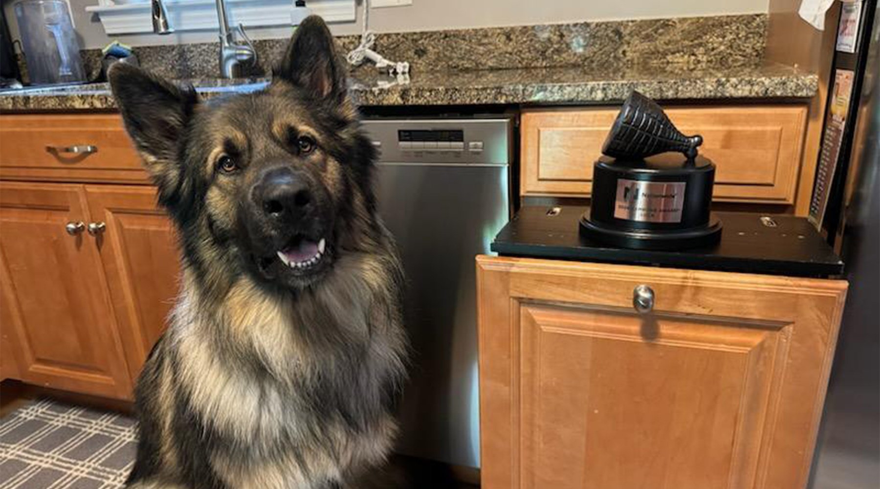 A shiloh shepherd dog sits beside an open kitchen cabinet drawer with the Hambone Award trophy