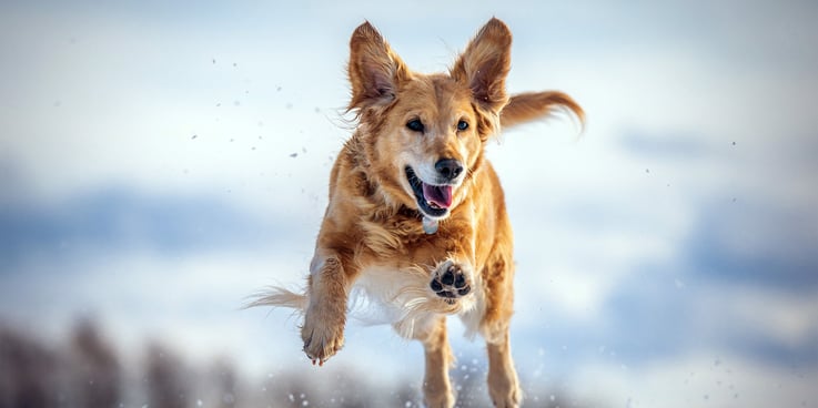 Dog running through a snow covered field