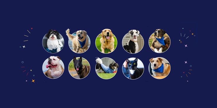 Ten pets nominated for the 2025 Hambone awards include 9 dogs and a cat
