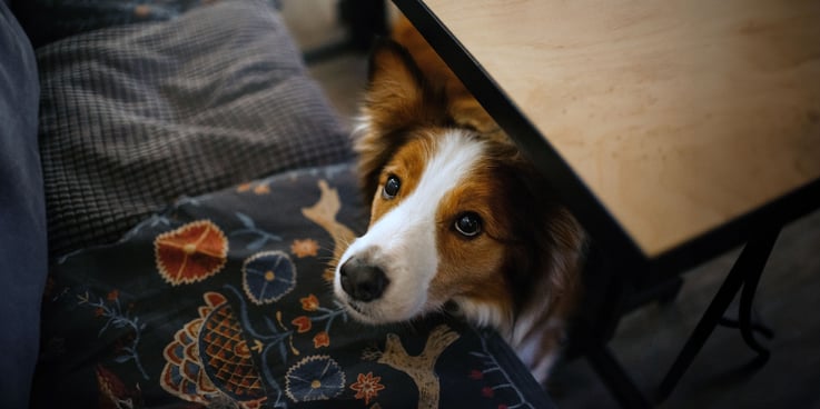 Dog looking for food hand-outs under a table