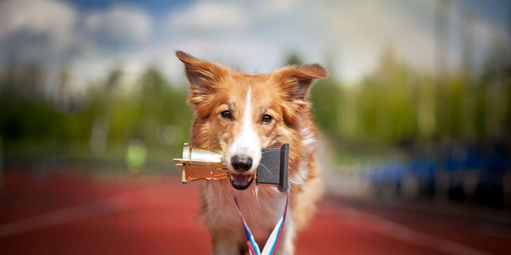 Close up of dog with a trophy and medal