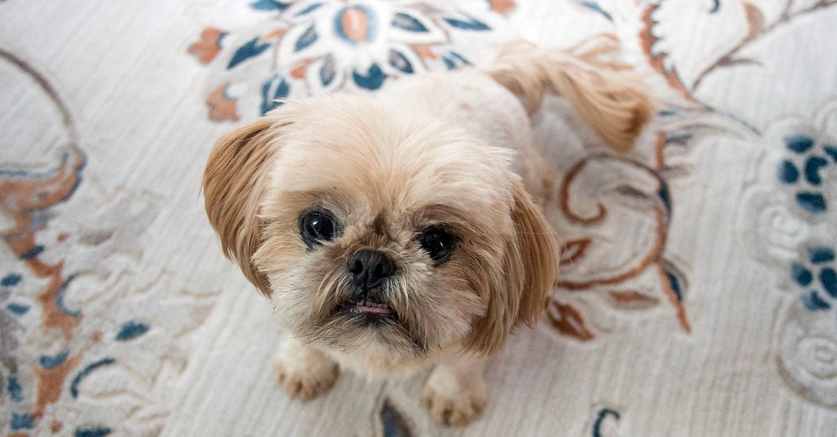 shih tzu puppy looking up from rug