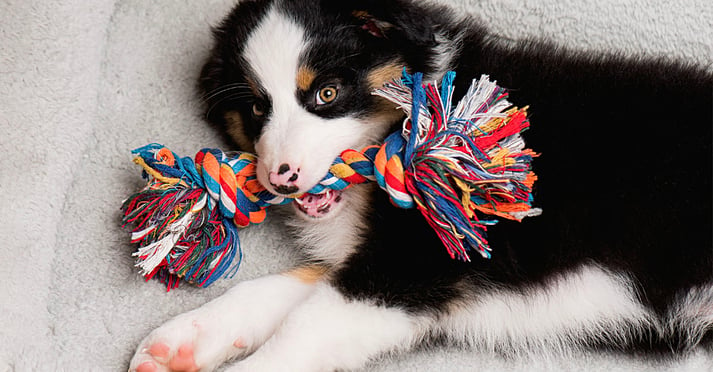 2TeethingAussie