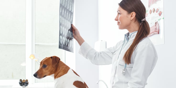 Female veterinarian reviews x-rays while a small brown and white dog sits on an examination room table