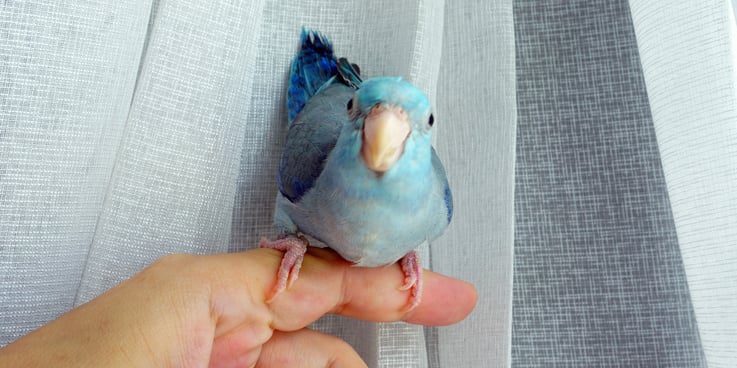 Cute blue pacific parrotlet perched on finger looking up at camera