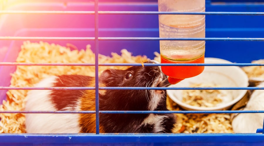 Your holiday guinea pig gift guide