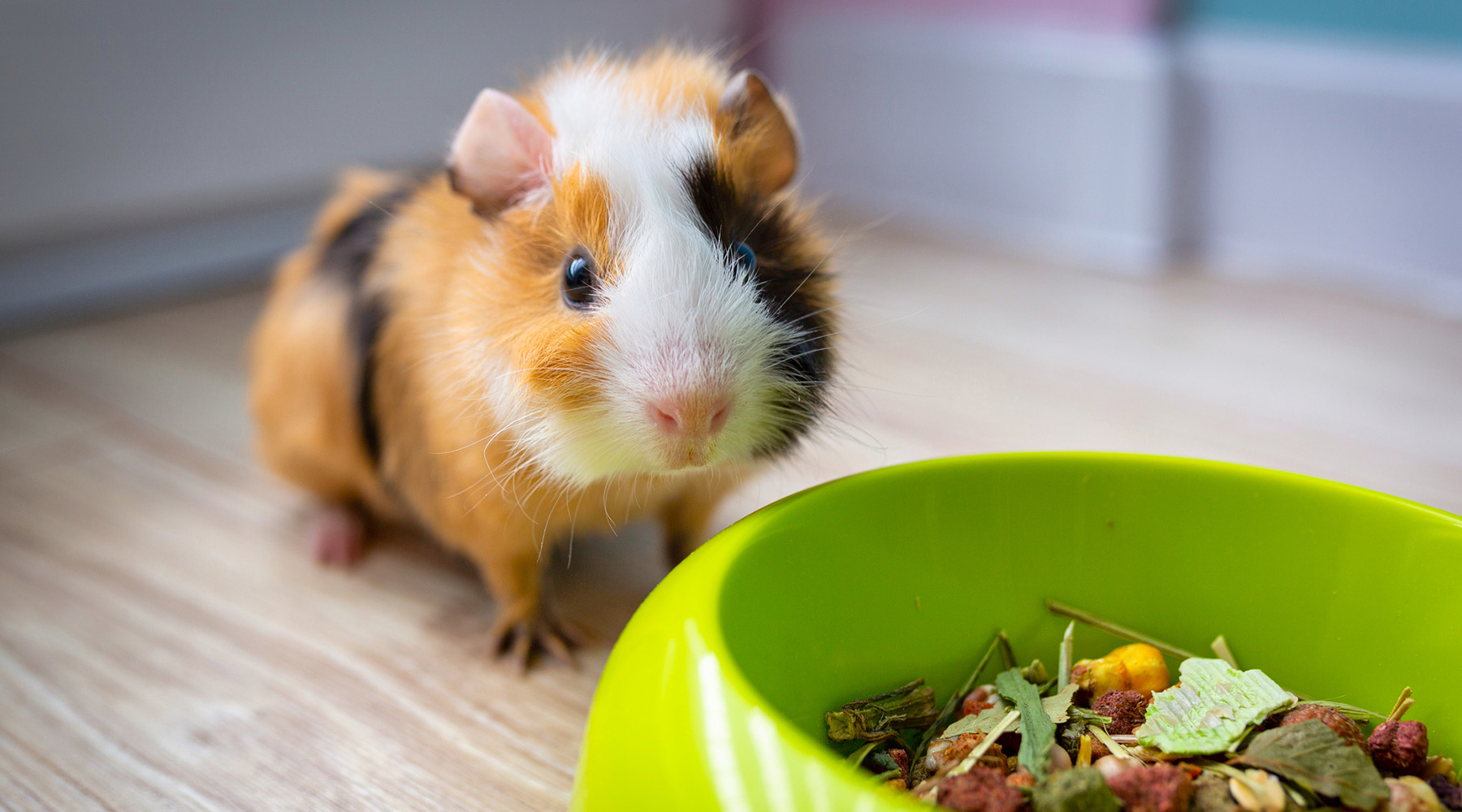 Your holiday guinea pig gift guide