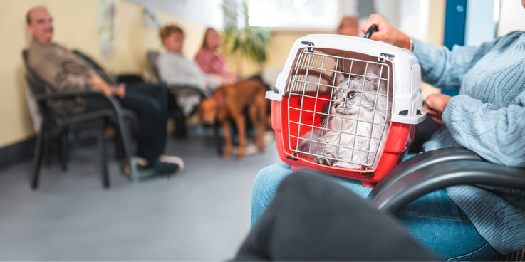 Cat in a carrier waits at a veterinary office