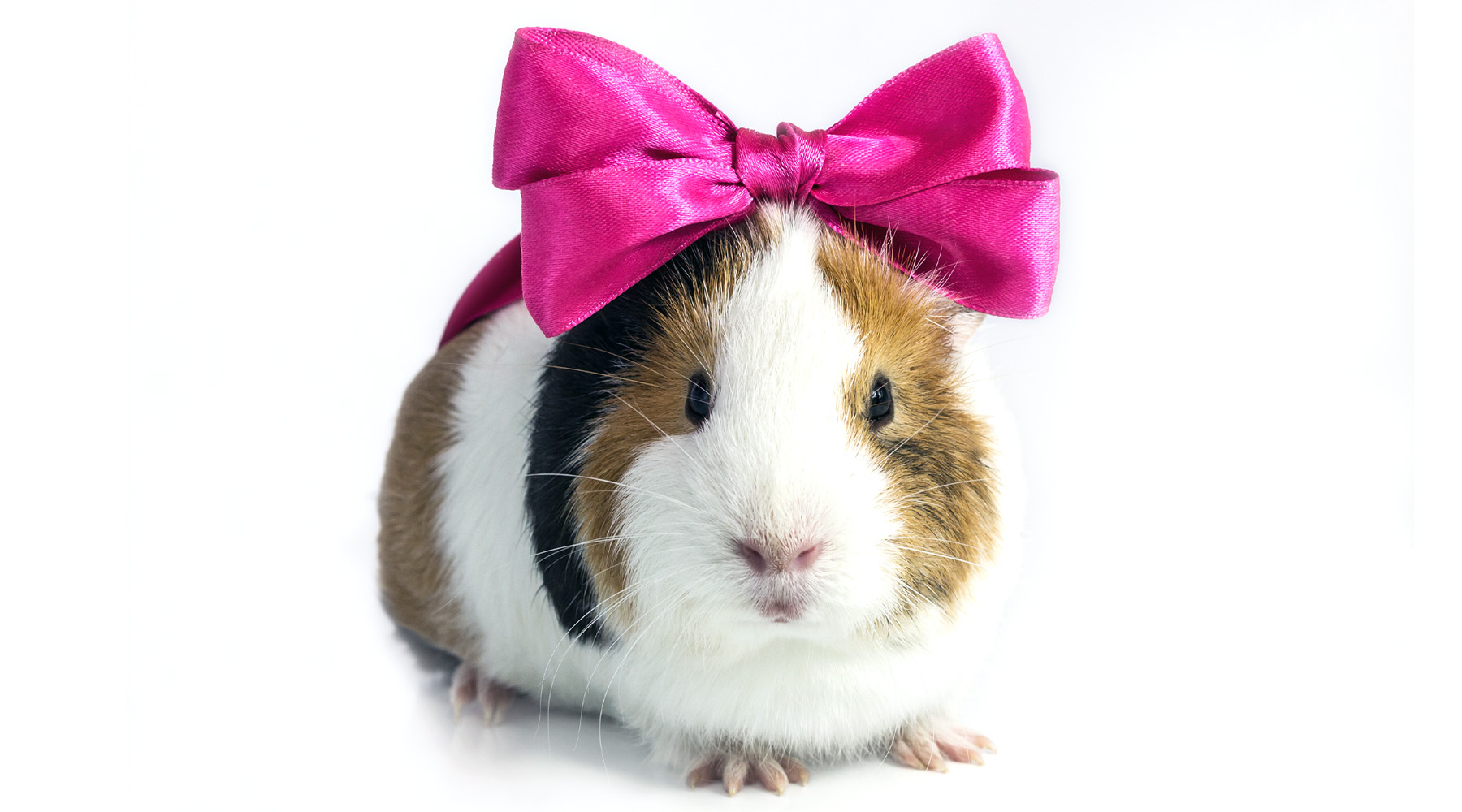 Tri-color guinea pig with a large pink bow