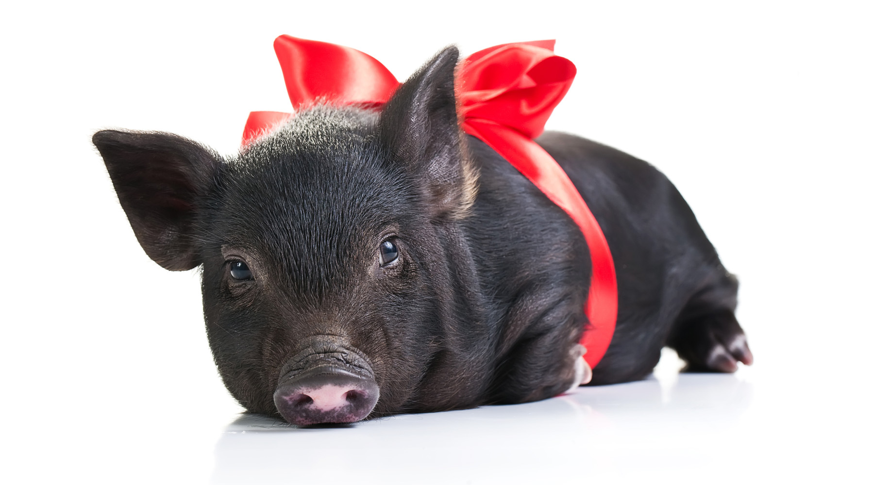 Small black piglet with a red bow around its middle