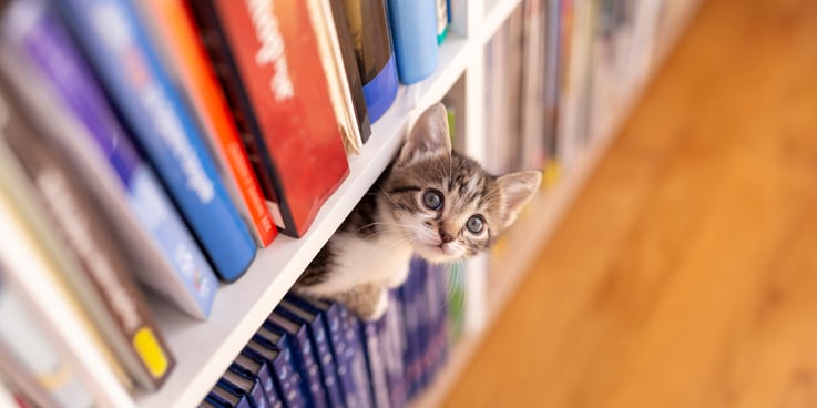 Kitten peeking out between the rows in a bookshelf