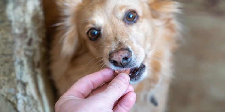 Dog taking a heartworm preventive