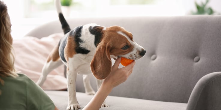 Beagle on the couch playing with an orange ball