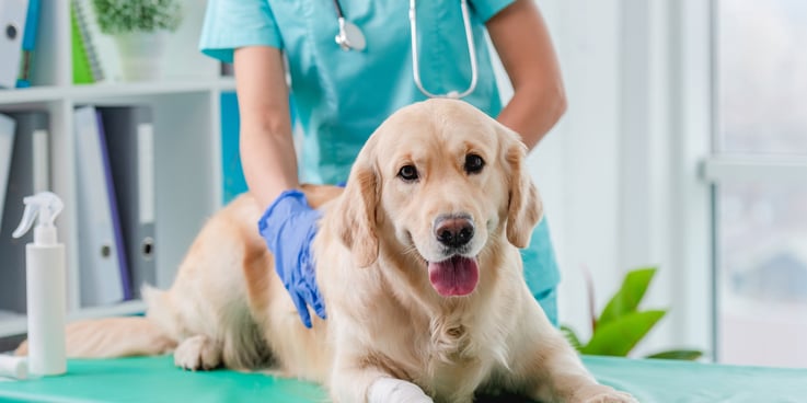 Golden dog being examined by a veterinarian