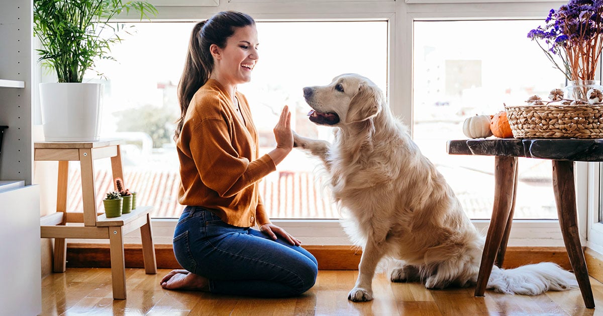 Prepared pet parent high-fiving golden retriever