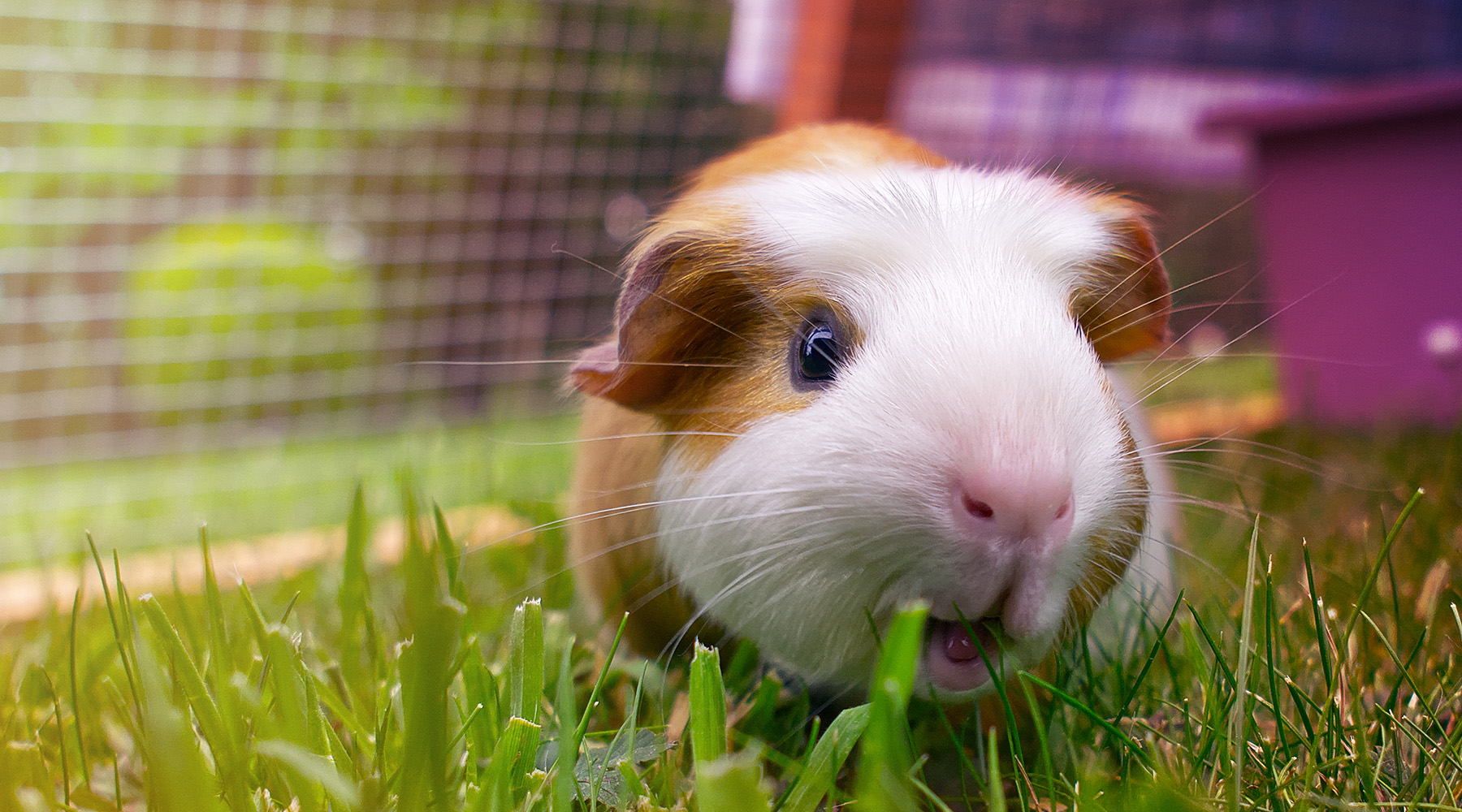 Guinea Pig