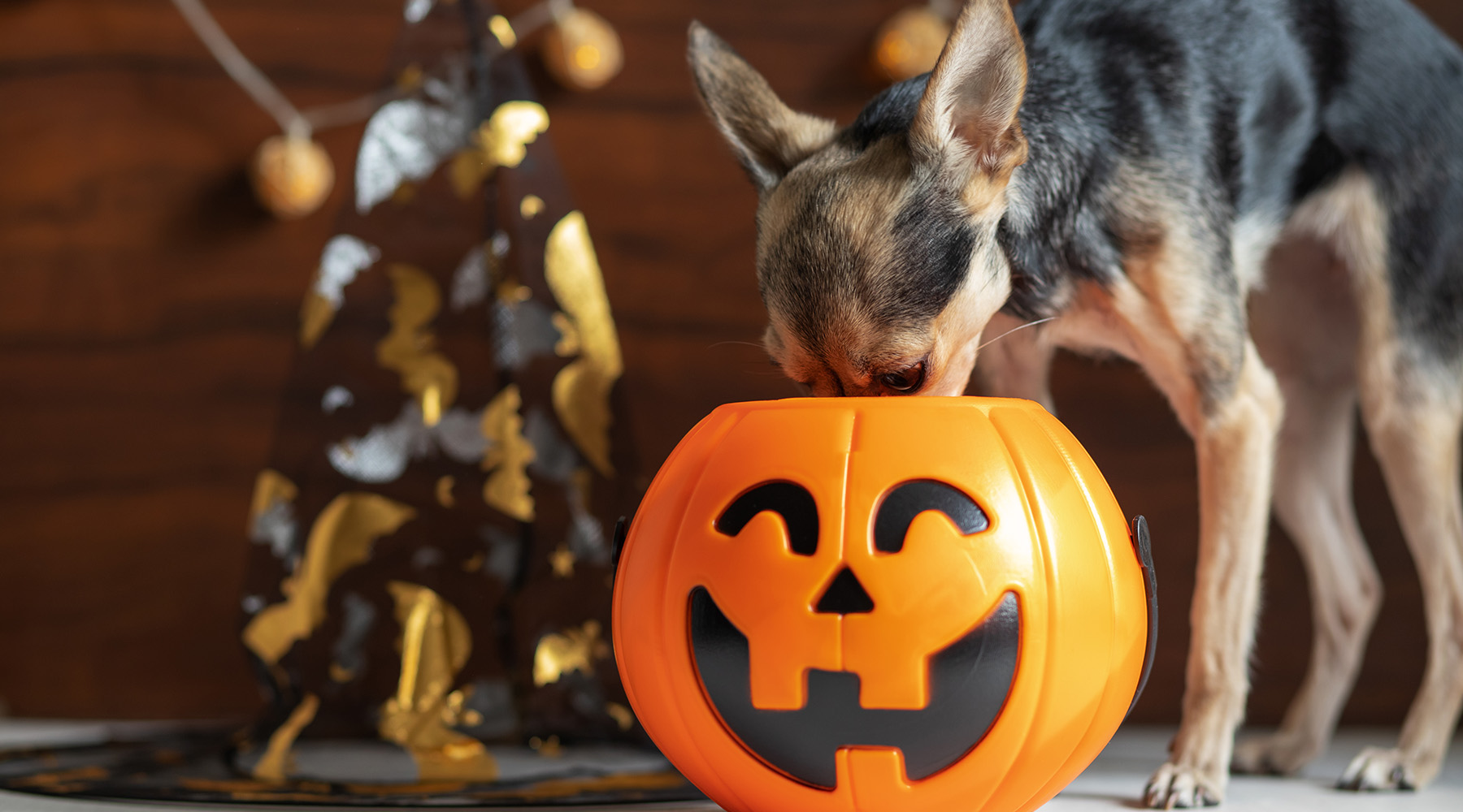 Dog with Halloween basket