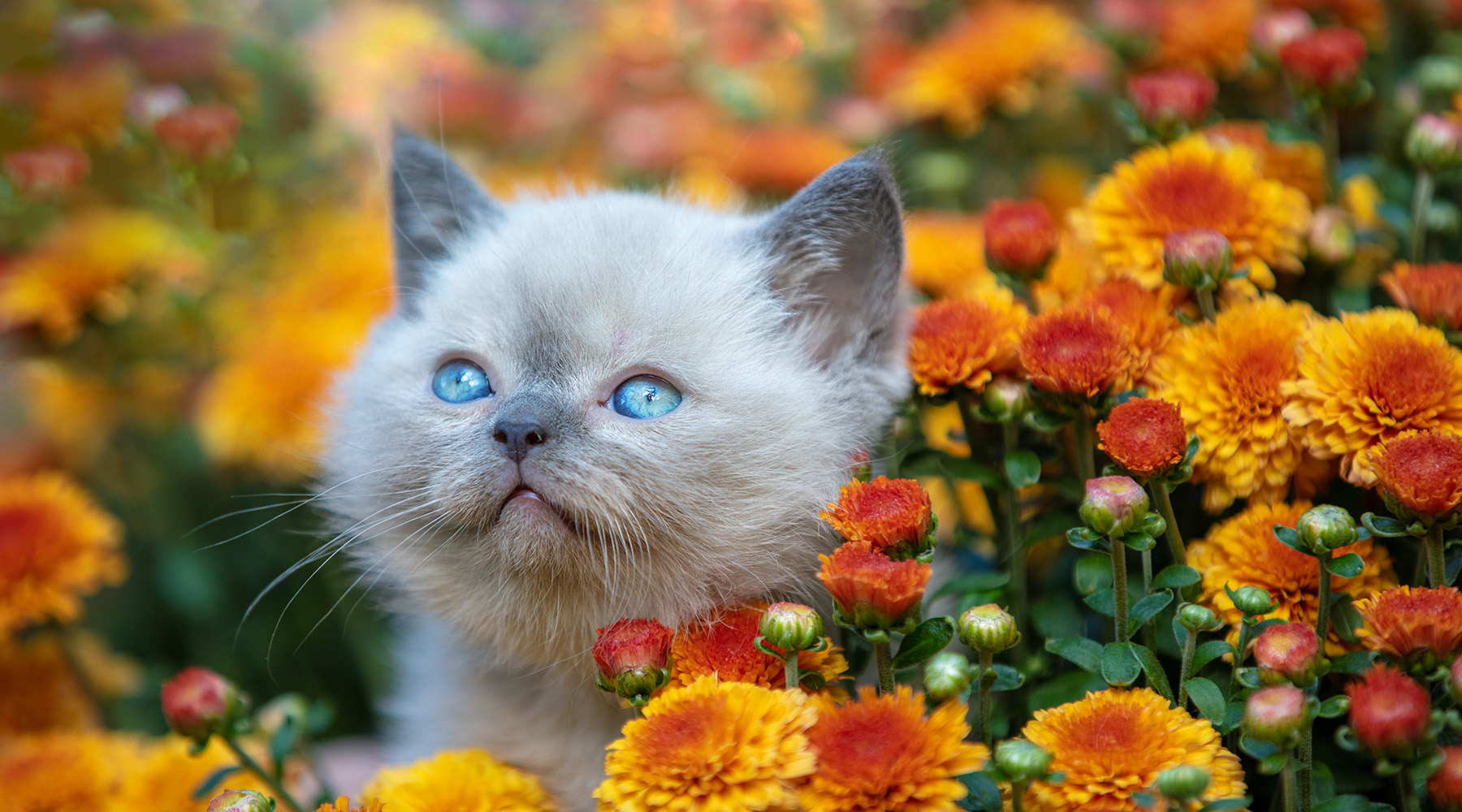Cat on flowers 