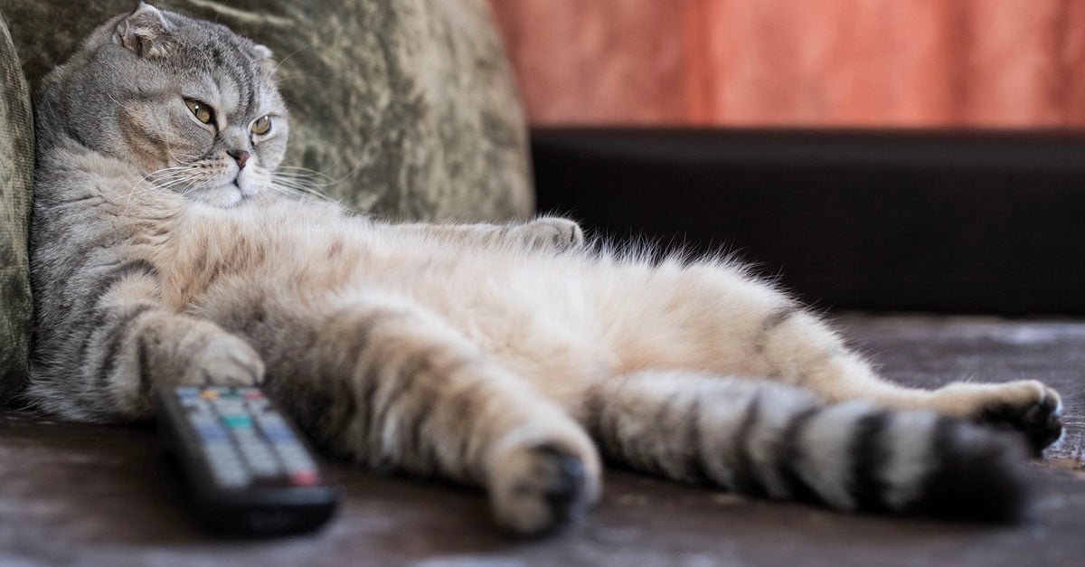lazy cat sitting with tv remote