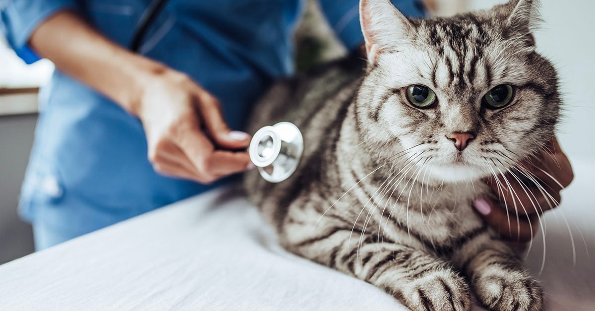 Cat being checked by a veterinarian