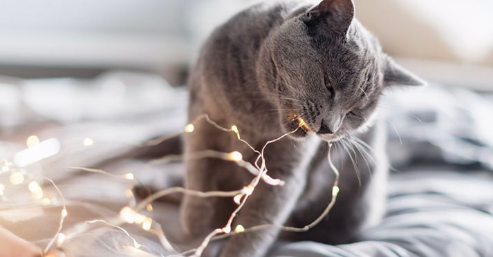 CatLights