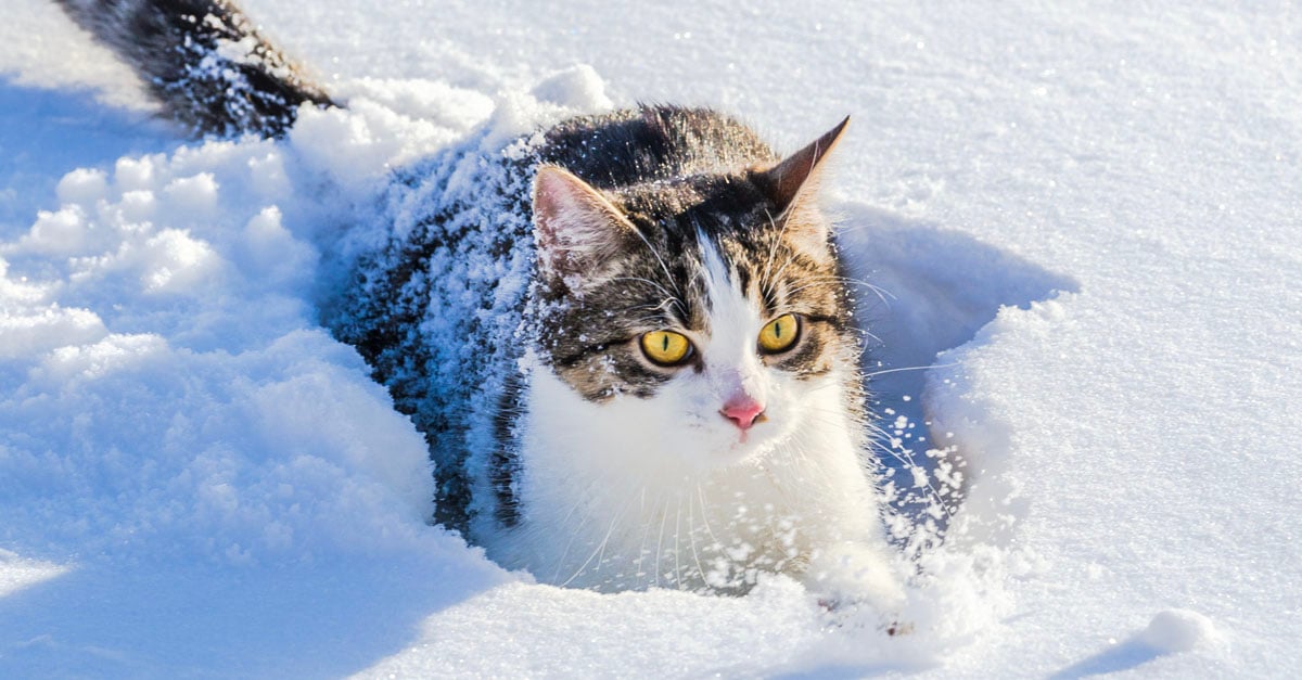 CatSnow