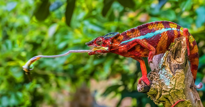 Chamelon using tongue to snag a meal