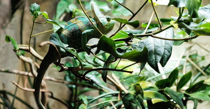 Chameleon hiding among leaves in its habitat