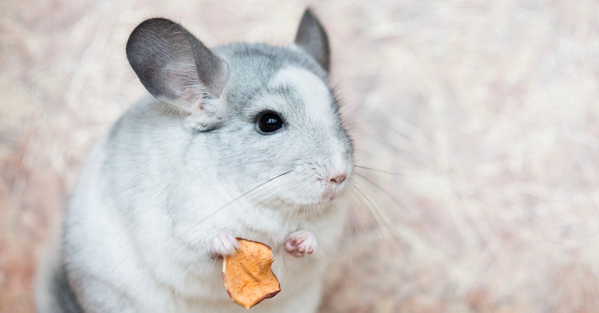 Chinchilla