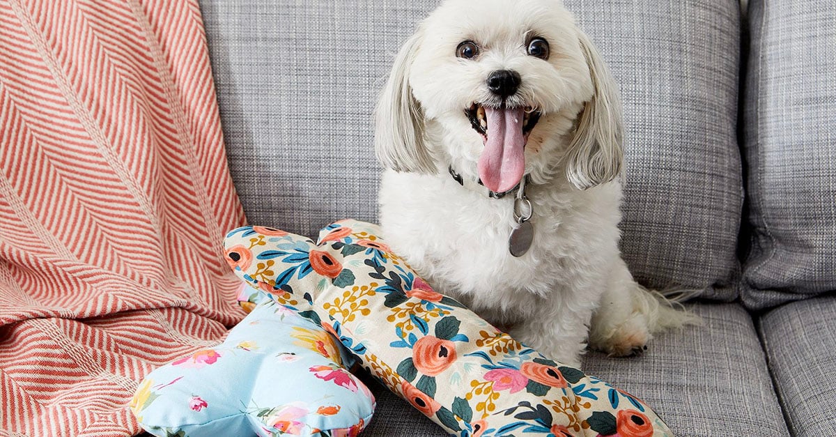 Dog with do it yourself toys